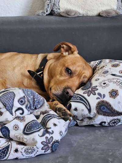Hundetreffen-Wildfang Max sucht robuste Hundefreunde zum gemeinsamen Auspowern-Bild