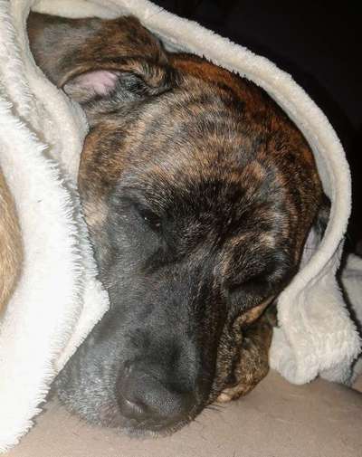 Darf der Hund bei Euch im Bett schlafen?-Beitrag-Bild