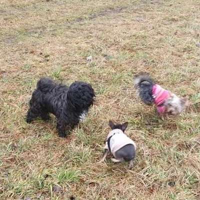 Hundetreffen-Hunde bis 7kg-Bild