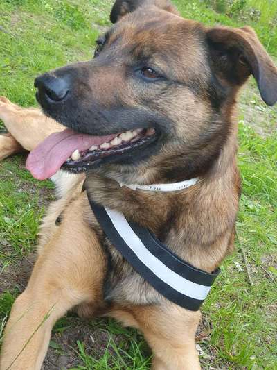 Labradorfans-Beitrag-Bild