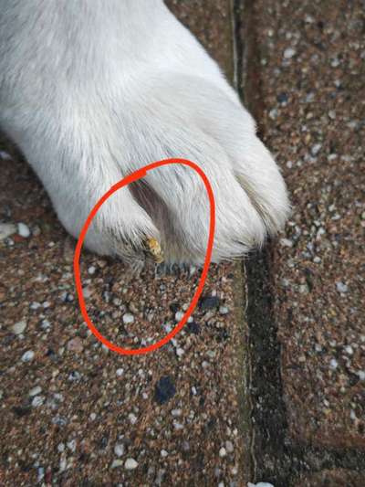 Autoimunerkrankung SLO - Schuhe gesucht-Beitrag-Bild