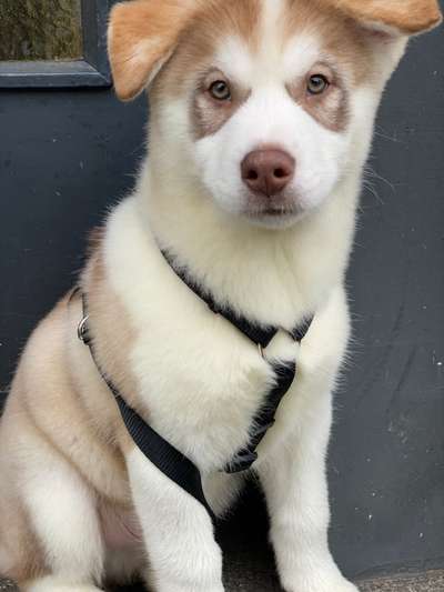 Welpen Bilder !-Beitrag-Bild