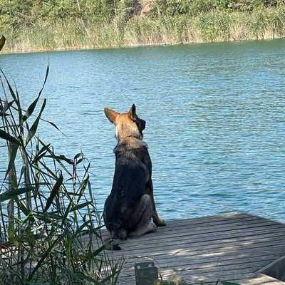 Hundetreffen-Gassi / Spielpartner in Pretzien oder Magdeburg-Bild