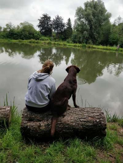 Hundetreffen-Hundetreffen zum Lernen und Spielen-Bild