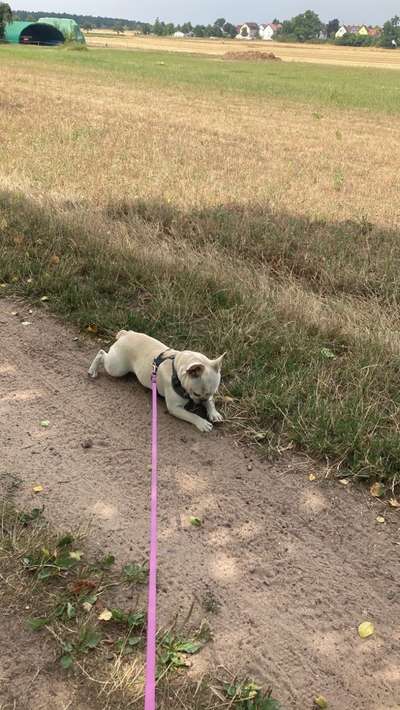 Hundetreffen-Suchen Spieldate für unseren 13 Monate alten franz. Bulldoggenrüden (kastriert)-Bild