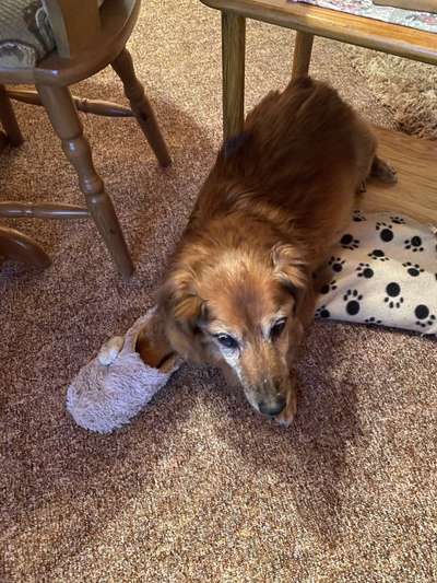 euer ältester Hund ?-Beitrag-Bild