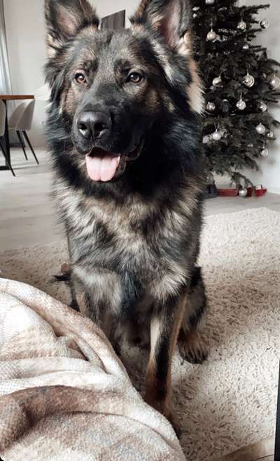 Schäferhund-Beitrag-Bild