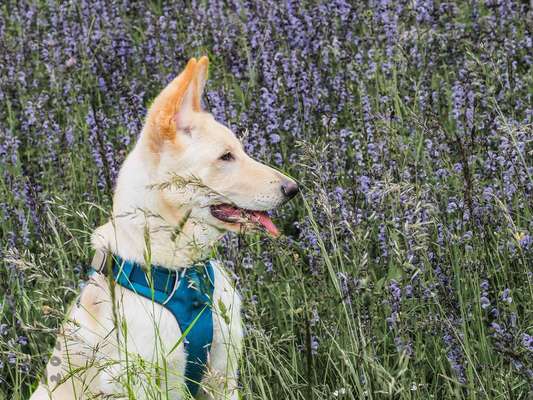 Die Dogorama Monats Challenge "Es grünt und blüht"-Beitrag-Bild