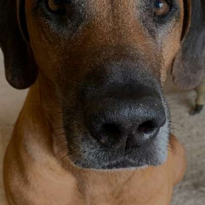 Hundetreffen-Nette Hundefreunde gesucht-Bild