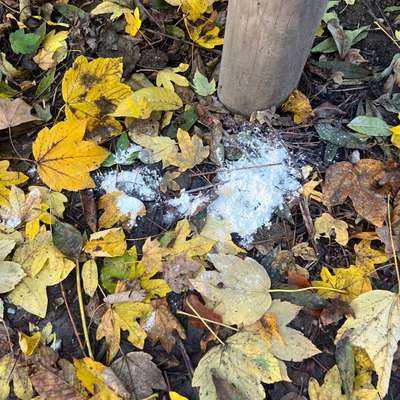 Giftköder-Weißes Pulver-Bild