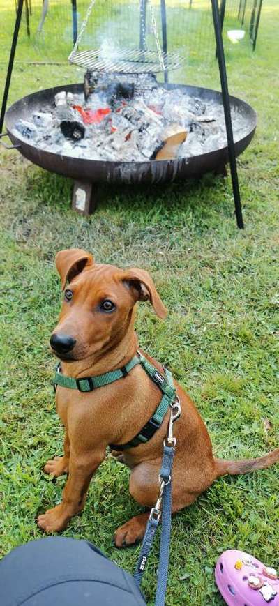 Hundetreffen-Kurze Spaziergänge-Bild