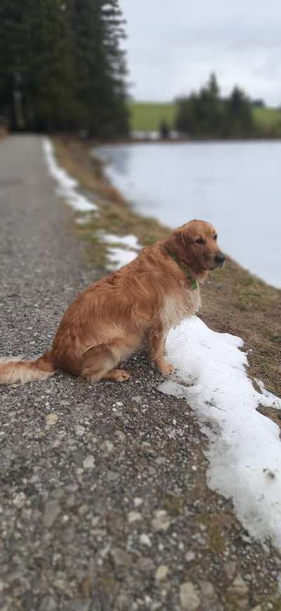 Wo sind die Golden Retriever Liebhaber?-Beitrag-Bild