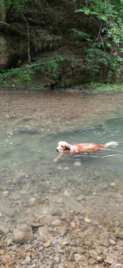 Wo sind die Golden Retriever Liebhaber?-Beitrag-Bild