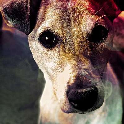 Fotochallange Nr. 57     PORTRÄT.   Beendet!!!!!!!!-Beitrag-Bild