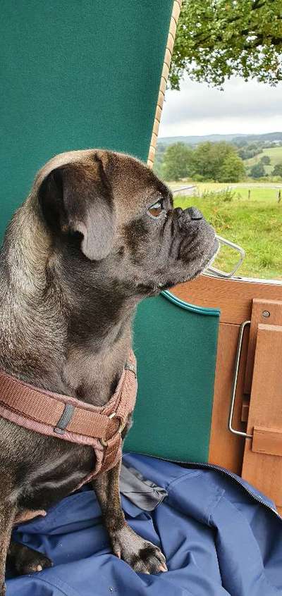 Mops mix-Beitrag-Bild