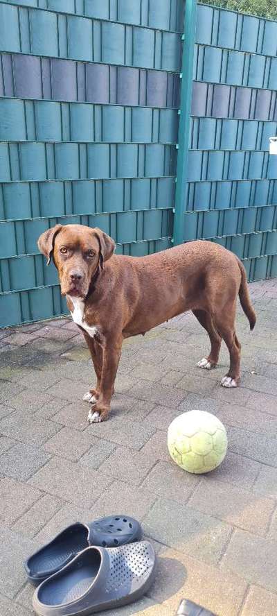 TierschutzhundeStammtisch🐕-Beitrag-Bild