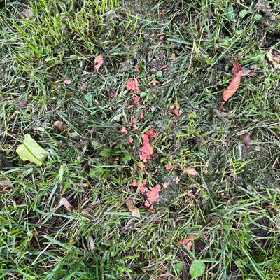 Giftköder-Verdacht auf Rattengift-Bild