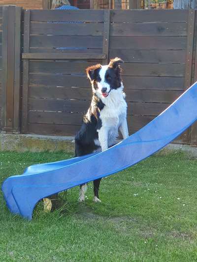Gibt's hier noch mehr Border Collies???-Beitrag-Bild