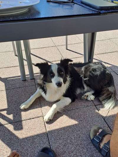 Gibt's hier noch mehr Border Collies???-Beitrag-Bild