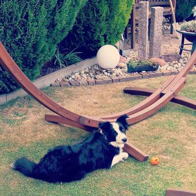 Gibt's hier noch mehr Border Collies???-Beitrag-Bild