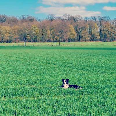 Gibt's hier noch mehr Border Collies???-Beitrag-Bild