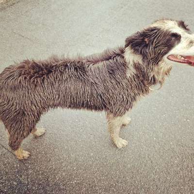 Gibt's hier noch mehr Border Collies???-Beitrag-Bild