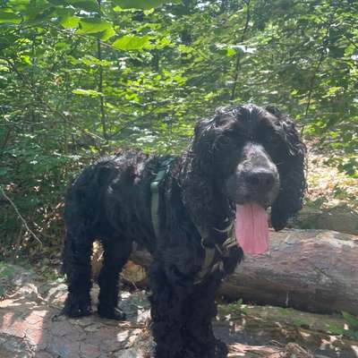 Hundetreffen-Hundekumpels für gemeinsame Gassirunden-Bild