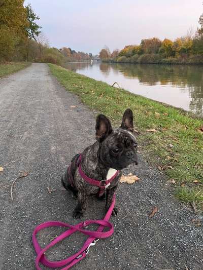 Französische Bulldoggen-Beitrag-Bild