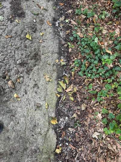 Giftköder-Verdacht auf Giftköder-Bild