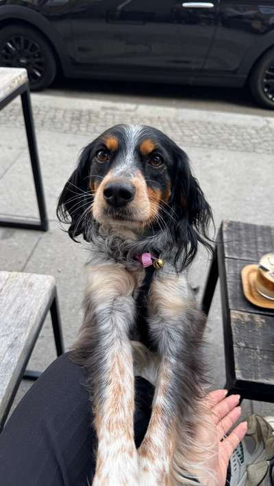 Hundetreffen-Suche fellige Freunde!-Bild