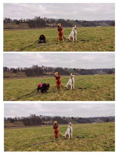 Dogorama Photo Challenge - Fail/Outtakes-Beitrag-Bild