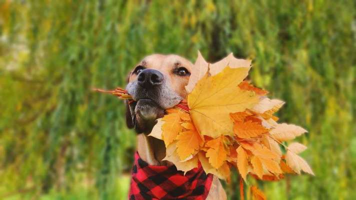 9.Farben-Fotochallenge            Gelb-Beitrag-Bild