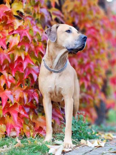 Fotochallenge Nr. 99 Herbst und Halloween🍁🍂-Beitrag-Bild