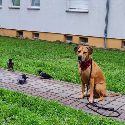 Hundetreffen-Gemeinsame Spaziergänge-Bild