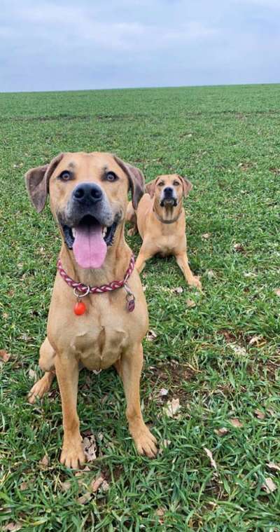 Handy Foto Challange Nr. 46  Happy Dog-Beitrag-Bild