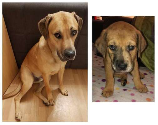 Vom Welpen zum Hund-Beitrag-Bild