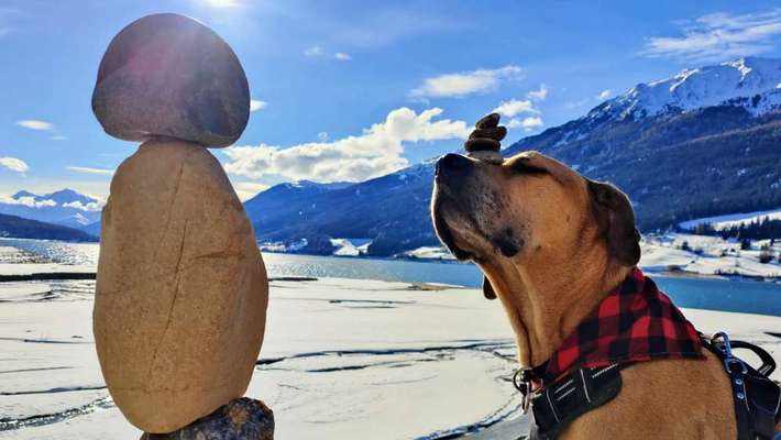 Dogorama Photo Challenge - Winterstimmung-Beitrag-Bild