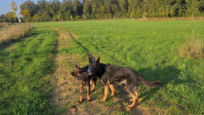 Deutsche Schäferhunde, Belgische Schäferhunde.-Beitrag-Bild