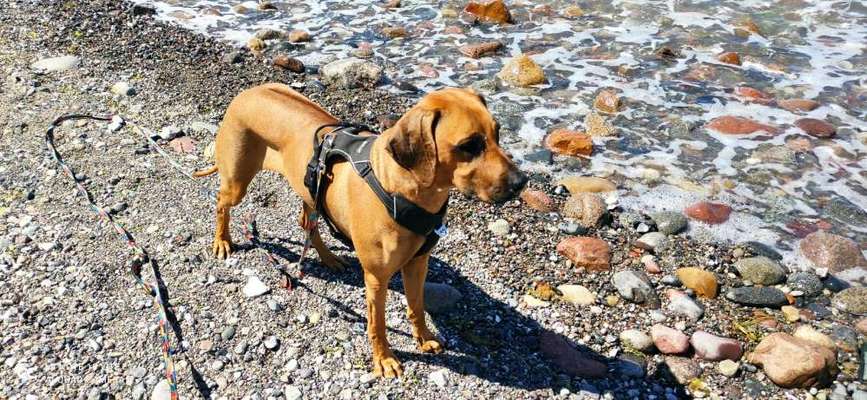 Hundetreffen-Ridgeback Dame sucht Gassipartner-Bild