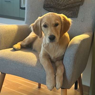 Hundetreffen-Ich suche Hundekontakte & neue Spielfreunde 🐕-Bild