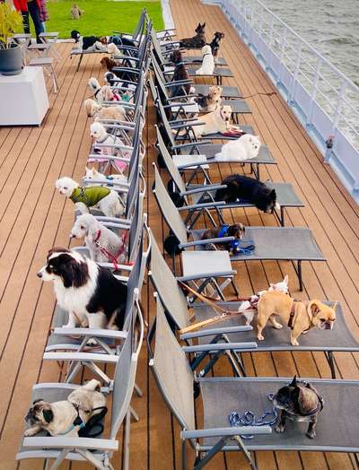 Hund abgegeben, weil Urlaub anstand? Leider kein Witz 😳-Beitrag-Bild