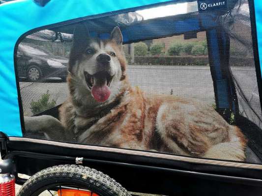 Fahrrad-Anhänger für Hunde oder Lastenrad?-Beitrag-Bild