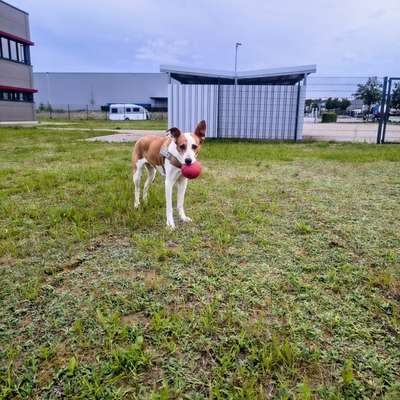 Hundetreffen-Gemeinsame Gassirunden-Bild