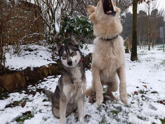 Zeige das lustigste Bild eures Hundis-Beitrag-Bild