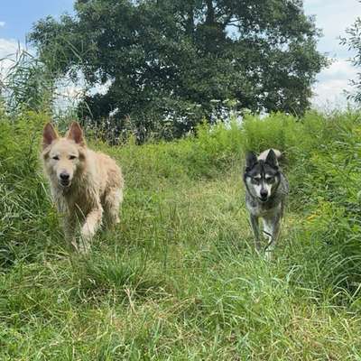 Hundetreffen-Raufbolde-Bild