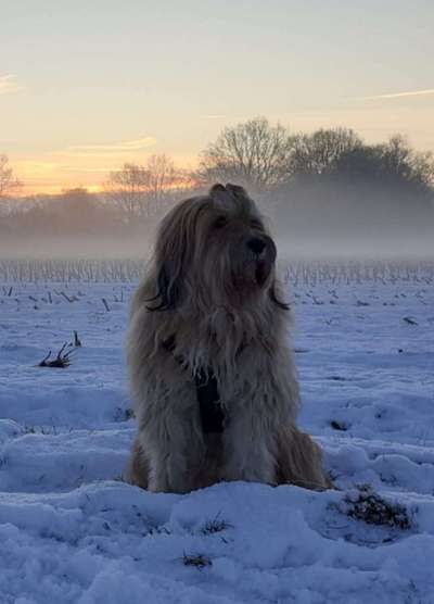 Hundeschulen-Hundeschule MOMO in Bremen-Bild