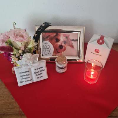 Unsere Fellnasen im Regenbogenland-Beitrag-Bild