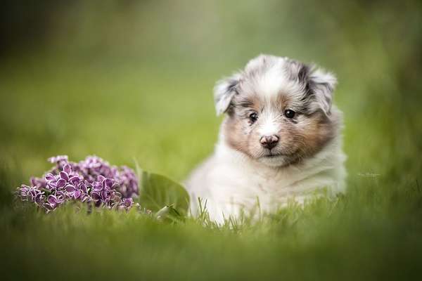 Hundetreffen-Play date/walk in 1090-Bild