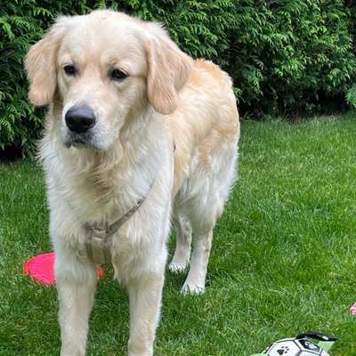 Hundetreffen-Spielen und/oder Gassirunde-Bild