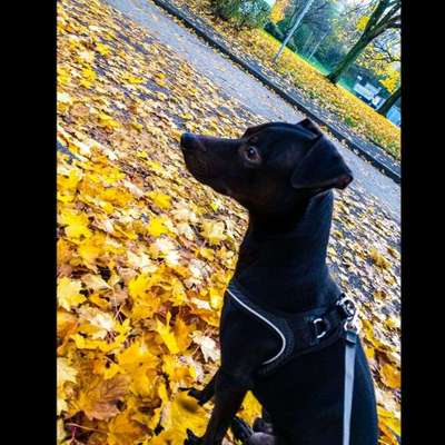 Dein Hund im Dogorama-Kalender 2021-Beitrag-Bild